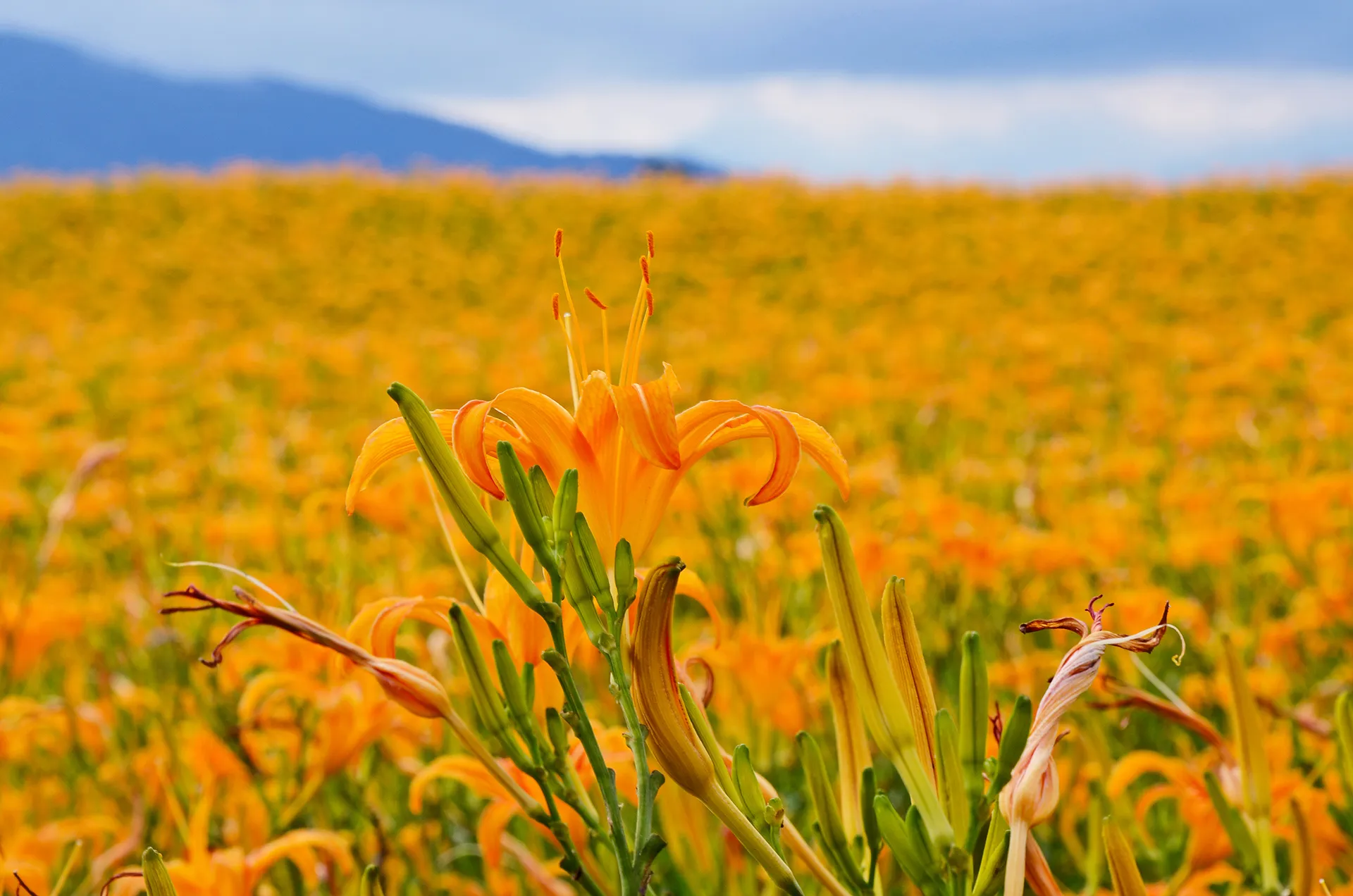 渡假飯店景觀02